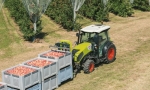 Nederland is Italië ver voorbij op perenmarkt Duitsland